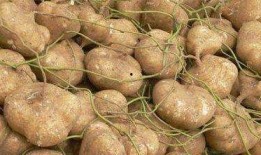 新会网红哨牙珍吃凉瓜,新会网红美食新体验